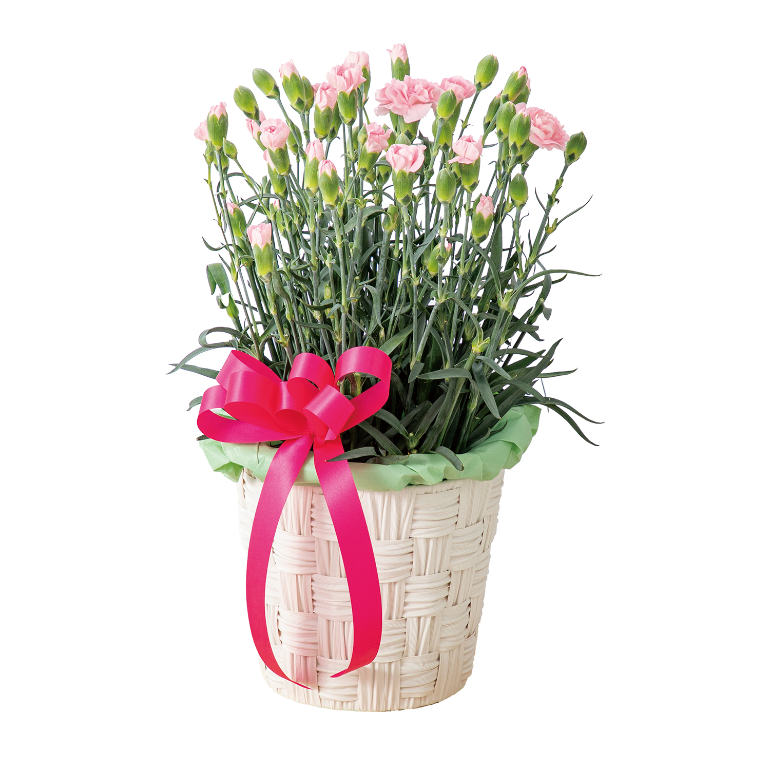 花キューピットで届けるカーネーション鉢（ピンク） 商品№521376