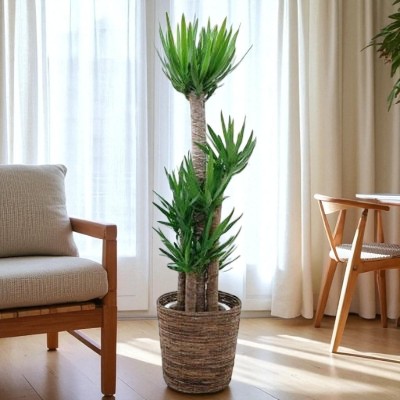 観葉植物　ユッカ