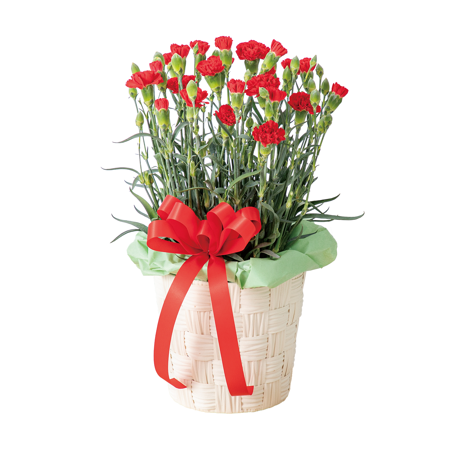 花キューピットで届けるカーネーション鉢（赤）商品№521375